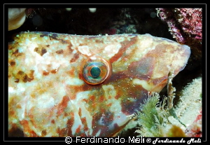 Symphodus tinca. by Ferdinando Meli 